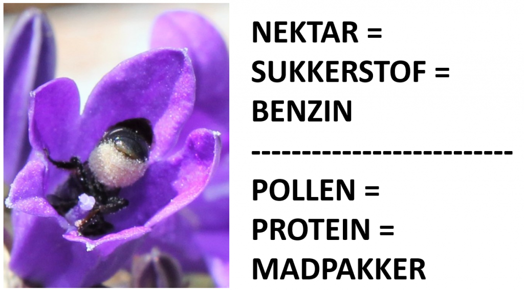 Pollen fra  indsamlet af bier i Letlands uberørte natur.  Frisk sending.